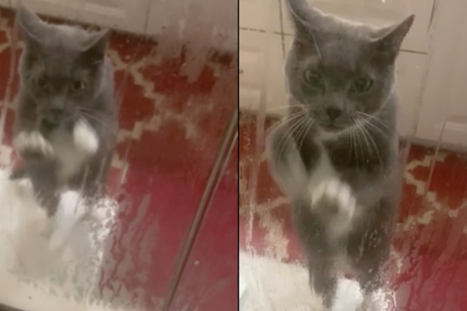 The cat scratches the window pane incessantly while his owner is taking a hot shower (collage).