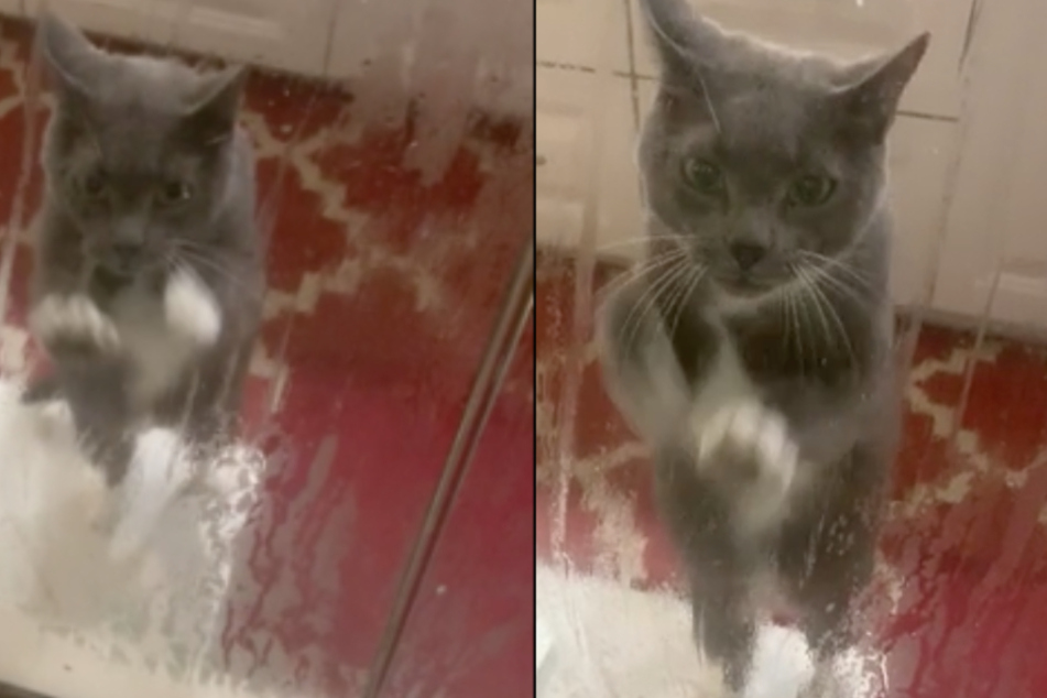 In a desperate attempt to save its owner, the cat scratched at the shower's window.