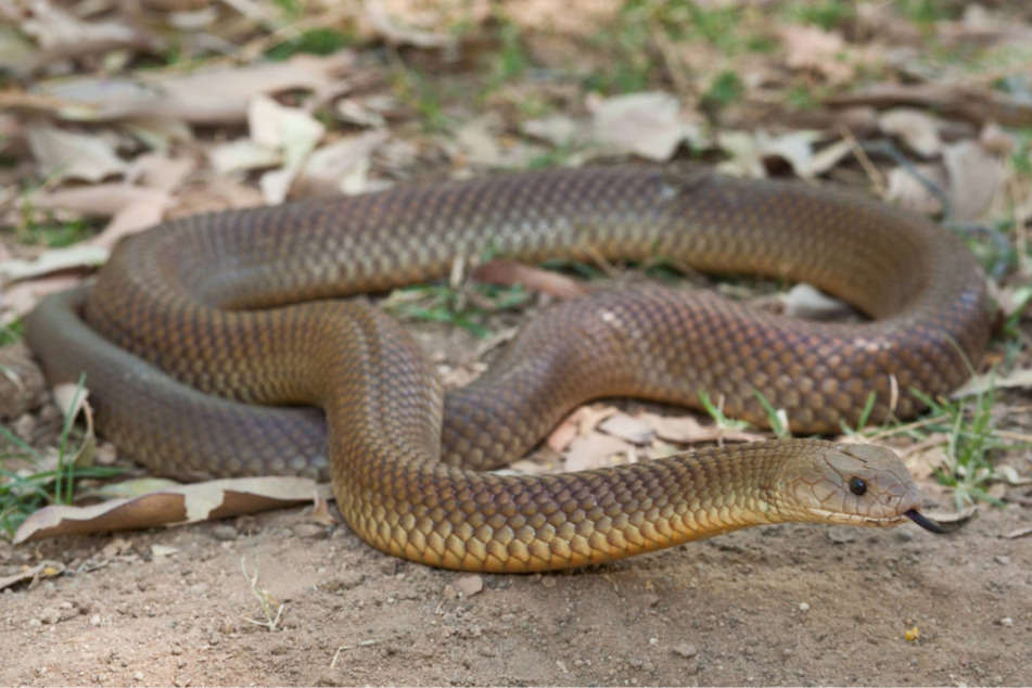 The mulga snake releases enormous amounts of venom with each bite.