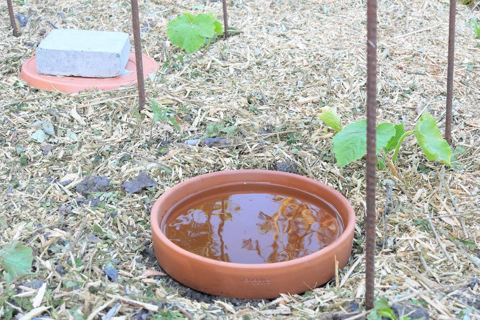 Eine Olla hilft bei der gleichmäßigen Bewässerung von Riesenkürbissen.