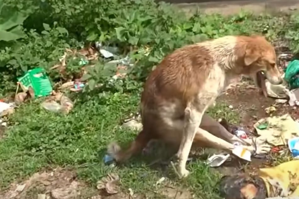 This dog had a very strange posture – rescuers discover the sad reason