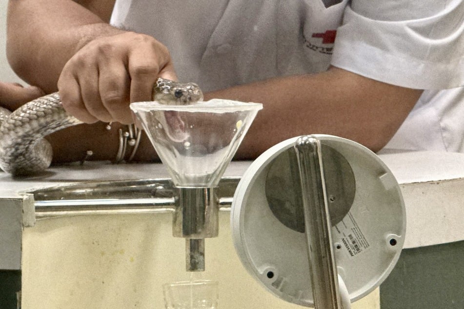 Laut der thailändischen Nationalparkbehörde gibt es in dem von Dschungeln durchzogenen Tropenparadies mehr als 250 Schlangenarten. Etwa 60 Arten sind giftig.