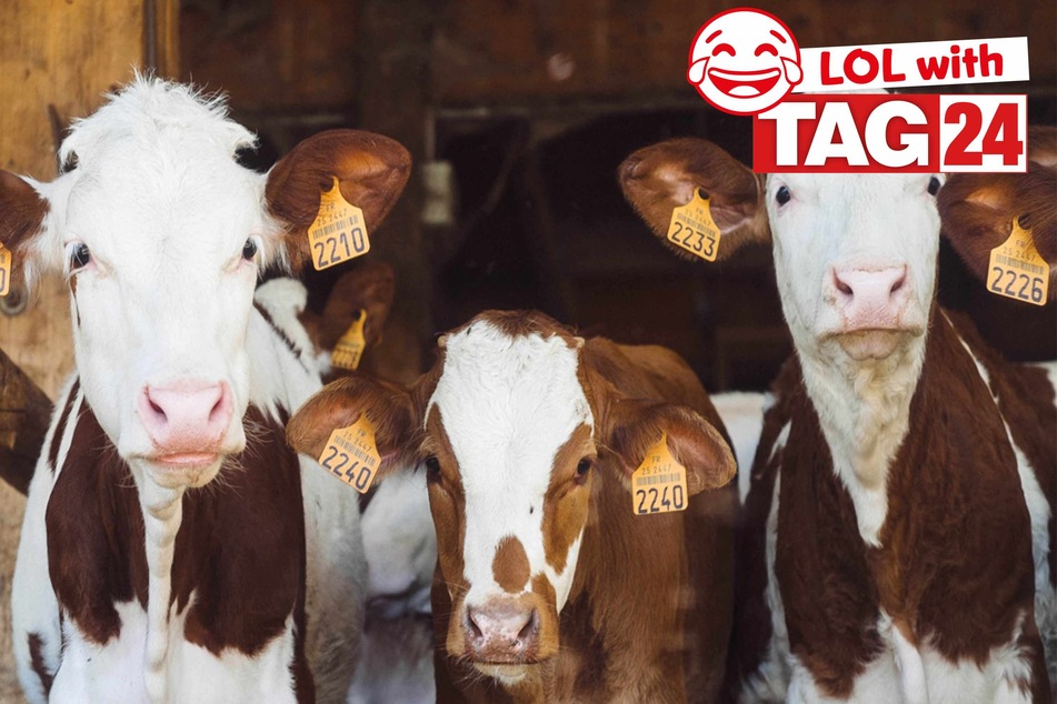 Today's Joke of the Day is a "cow"tastic numbers game!