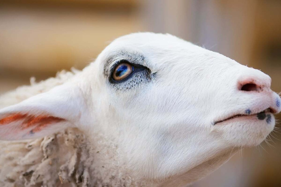 Schaf rastet völlig aus: Attacke auf Paar und Streifenwagen