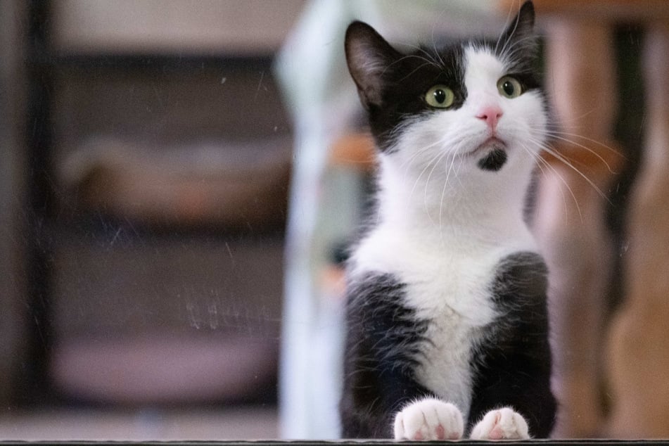 Die Katze soll nur eine dicke Pfote gehabt haben. (Symbolfoto)