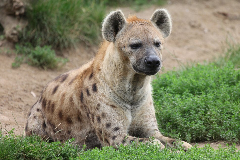 Bei den Hyänen dienen die Geschenke nicht nur fürs Fressen, sondern sie werden auch zum Training genutzt!