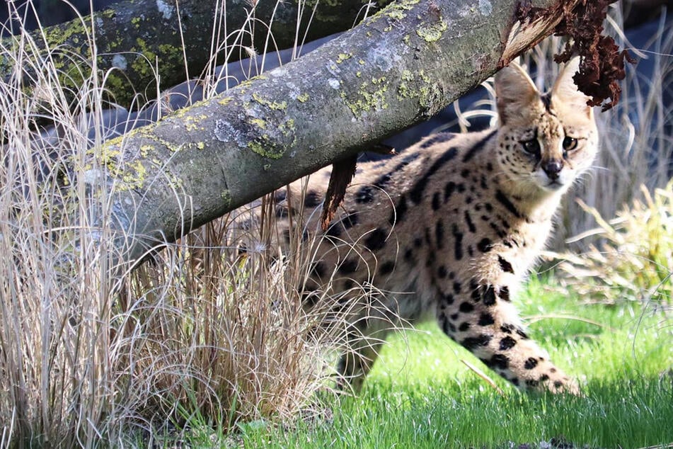 Neue Tierart im Hamburger Zoo: Diese Brüder erkunden ab sofort verwaistes Löwengehege