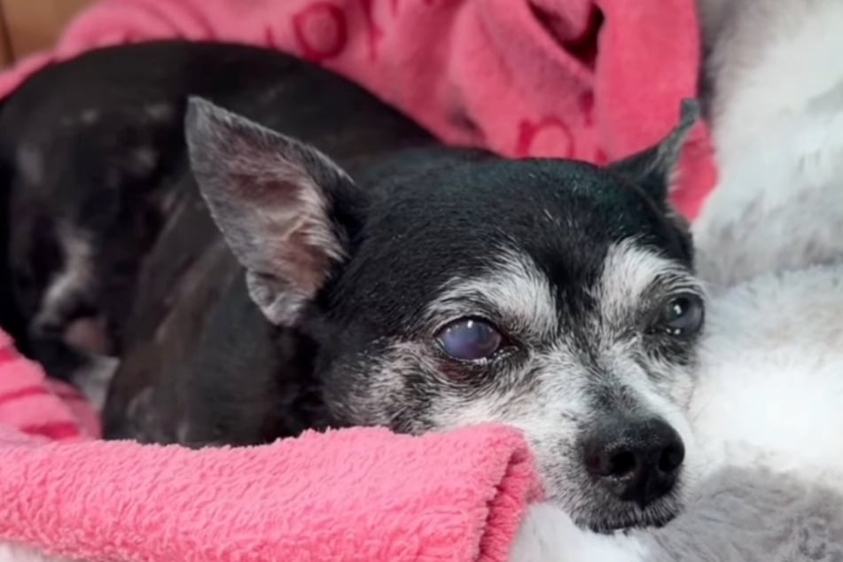 Die Hunde-Seniorin genießt es, nun endlich wieder in Sicherheit zu sein.