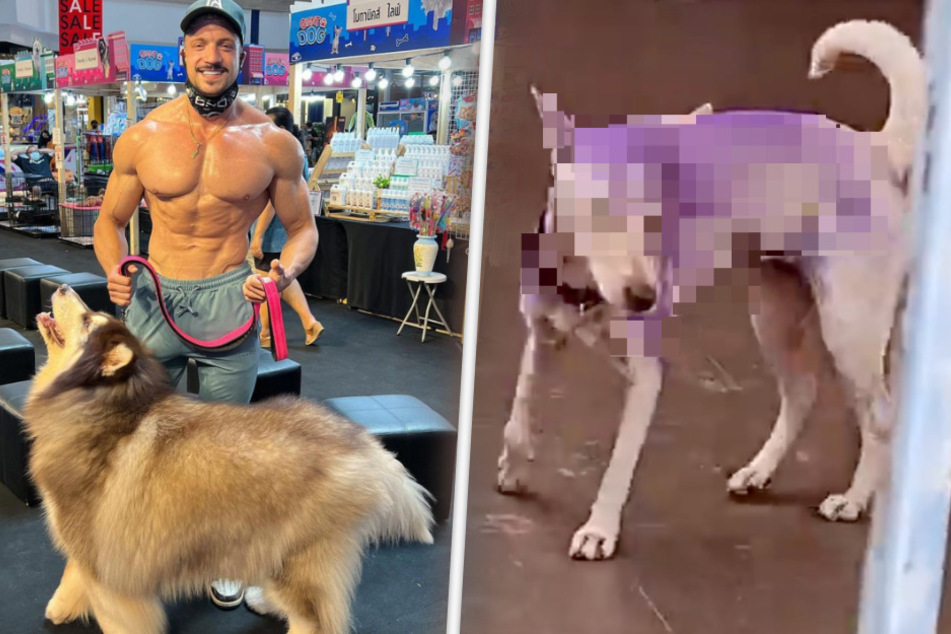 Fitness-Influencer ist geschockt: Was ist bloß mit diesem Hund passiert?