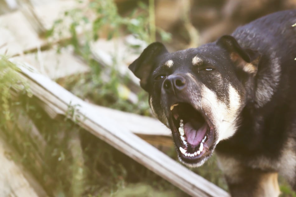 Frau stirbt bei brutalem Hundeangriff: Zwei Tiere beschlagnahmt