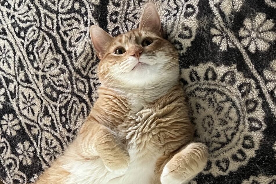 Jorts shares a smile with his Twitter friends while lying on his favorite rug.