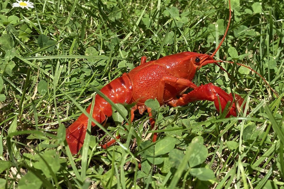 Die Weibchen des Amerikanischen Sumpfkrebses werden größer als die Männchen.