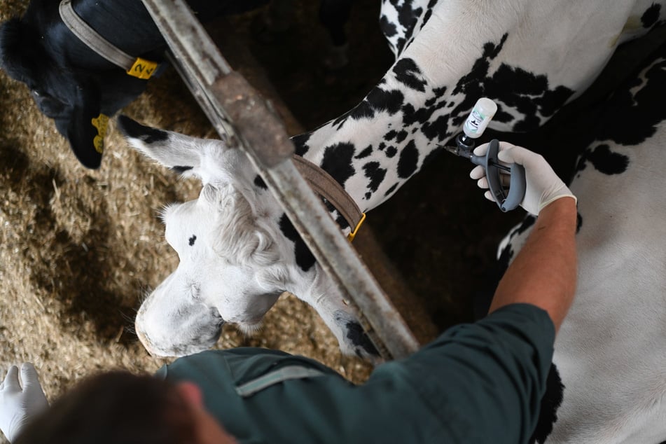 Eine Impfung mit dem Impfstoff Bultavo 3 kann die Rinder vor einer Ansteckung mit der Blauzungenkrankheit schützen.