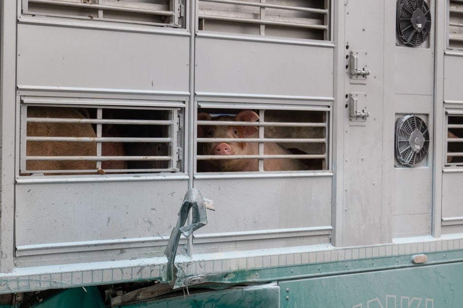 Einige der Tiere wurden bei dem Zusammenstoß nach Informationen von vor Ort ebenfalls verletzt. Die mehr als 140 Schweine sollten ihre Fahrt im Laufe des Tages fortsetzen.