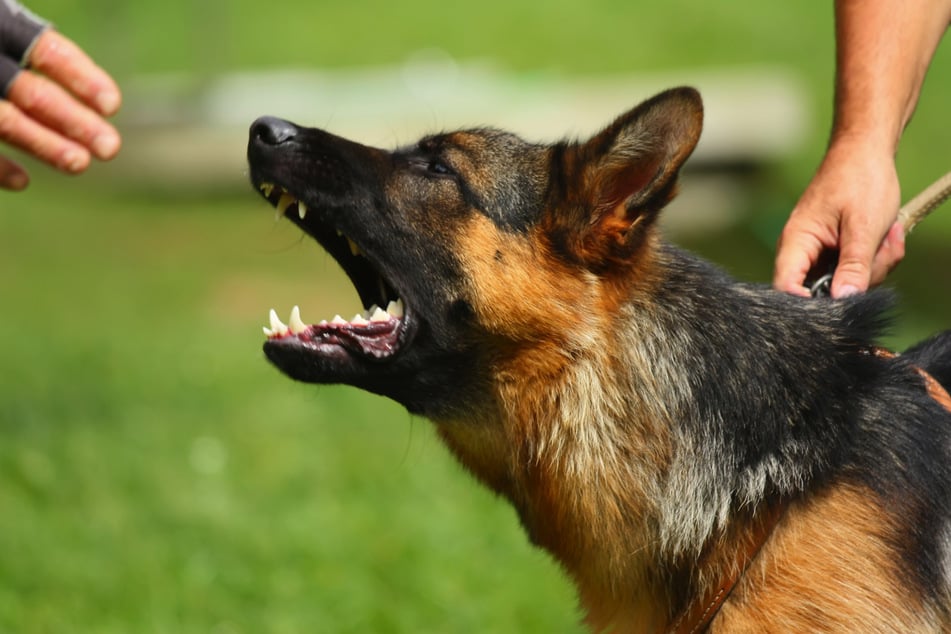 Ein Belgischer Schäferhund hat am Samstagvormittag in Görlitz Krawall gestiftet. (Symbolbild)