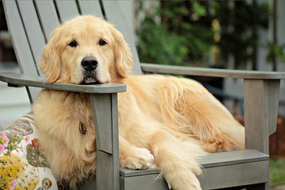 Golden retrievers are some of the most chilled out doggos in the world.