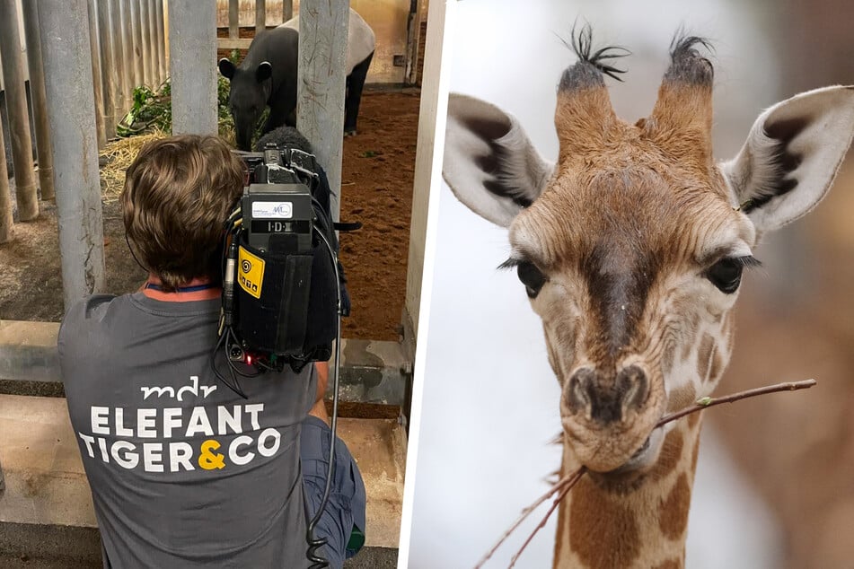 Mithilfe einer Audiodeskription, die die Vorgänge der Sendung beschreibt, soll die MDR-Sendung "Elefant, Tiger &amp; Co." ab sofort auch sehbeeinträchtigten Menschen zugänglich gemacht werden.