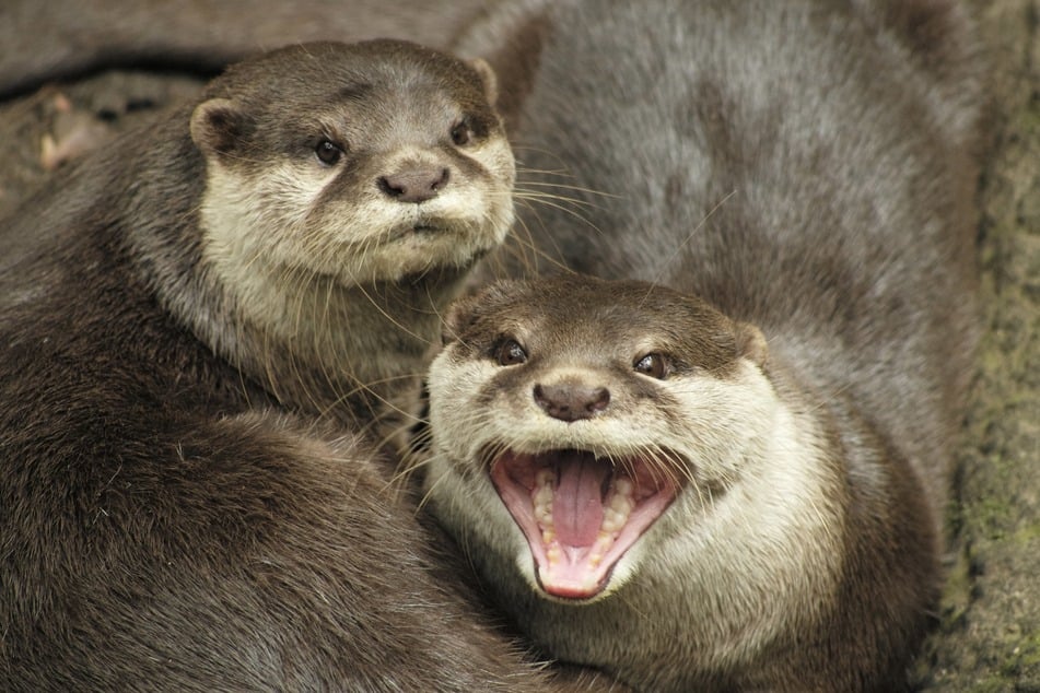 Otters might look cute, but wildlife experts warn that they can be aggresive and dangerous.