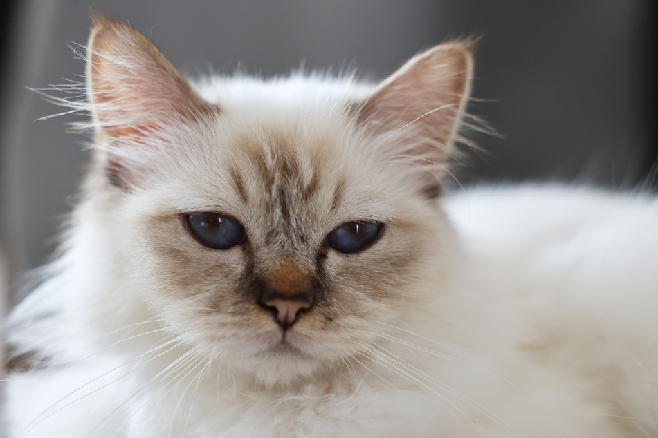 There are few cats that look as soft and kind as the Birman.