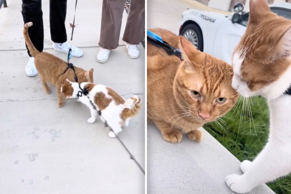 Beste Katzen-Freunde sehen sich nach langer Zeit wieder: So süß reagieren sie aufeinander