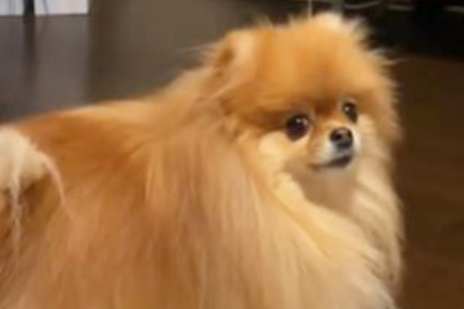 Gnocchi the Pomeranian is an extremely considerate little pooch!
