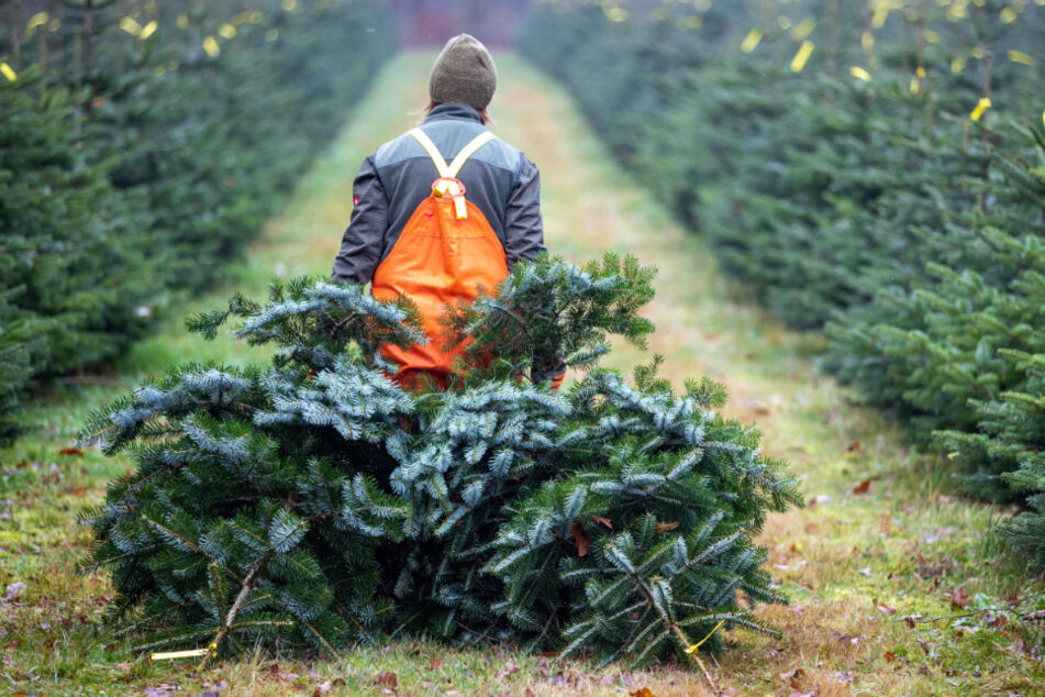 Dieses Jahr sind die Weihnachtsbäume etwas teurer.