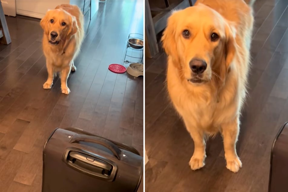 Golden Retriever Charlie ist gefrustet, weil sein Frauchen den Koffer hervorgeholt hat.