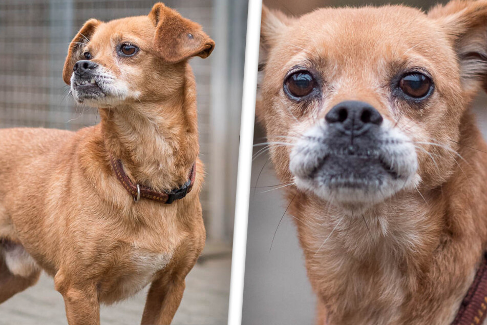 Hund aus größtem Tierheim der Welt sucht neues Zuhause: Warum will ihn niemand haben?