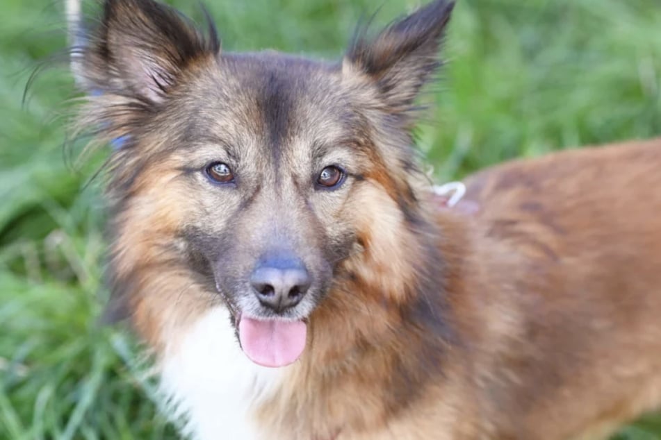 Terrier-Mix Milow (4) aus dem Berliner Tierheim sucht Menschen, die ihm helfen, sein volles Potenzial zu entfalten.