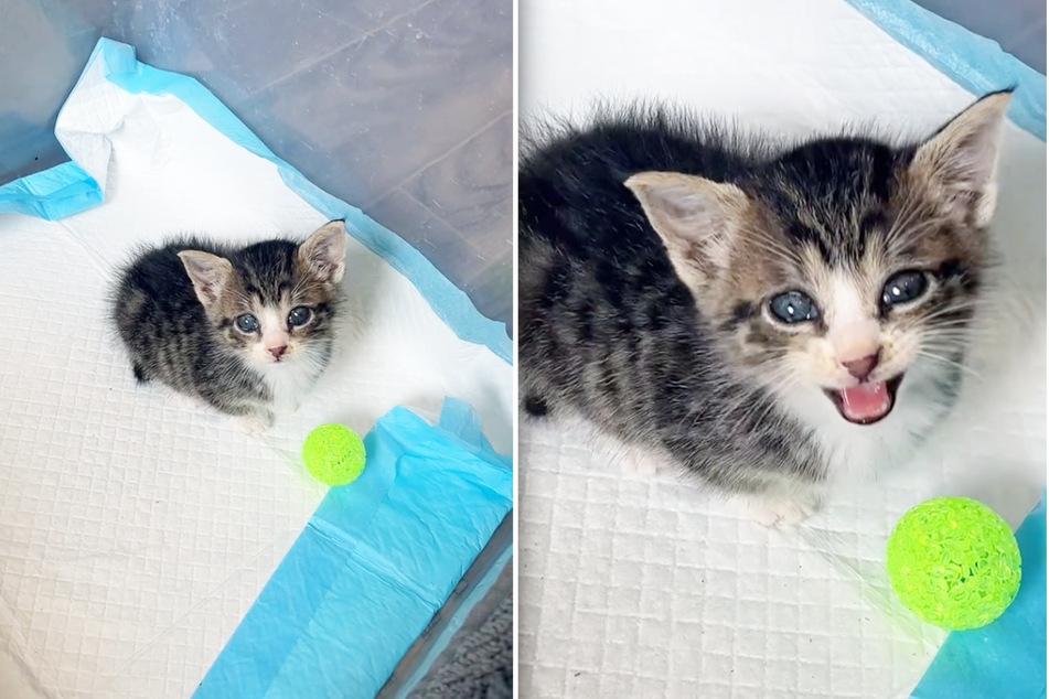 This rescue kitten got named Biscuit, because she immediately started happily kneading the air when she was rescued.