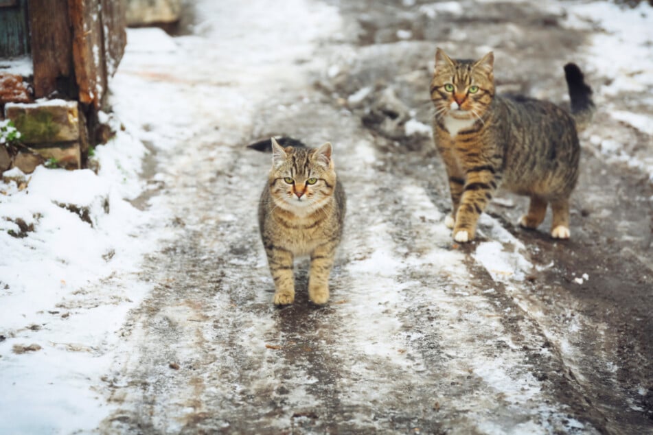 Looking to help outdoor animals survive this winter? Here's how...