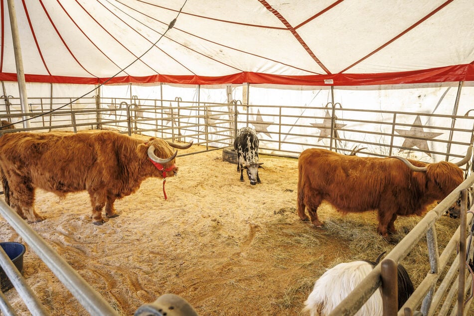 Die Schottischen Hochlandrinder werden eine wichtige Rolle bei der Zirkus-Show spielen.