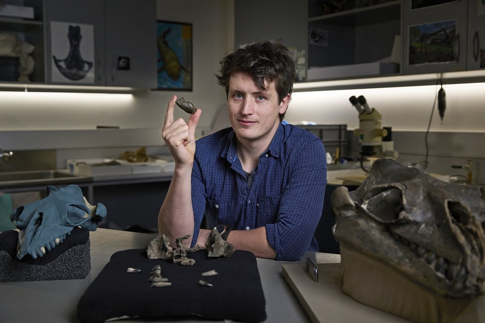 Museums Victoria Researcher Ruairidh Duncan posing with an ear bone and partial fossil skull of Janjucetus dullardi, along with a reconstructed skull (l.) and the fossil skull of Janjucetus hunderi (r.), in Melbourne, Australia.