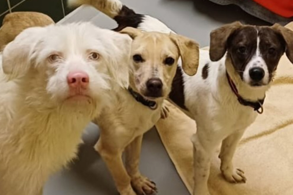 Drei der geretteten Hunde haben binnen weniger Tage neuen Lebensmut geschöpft.