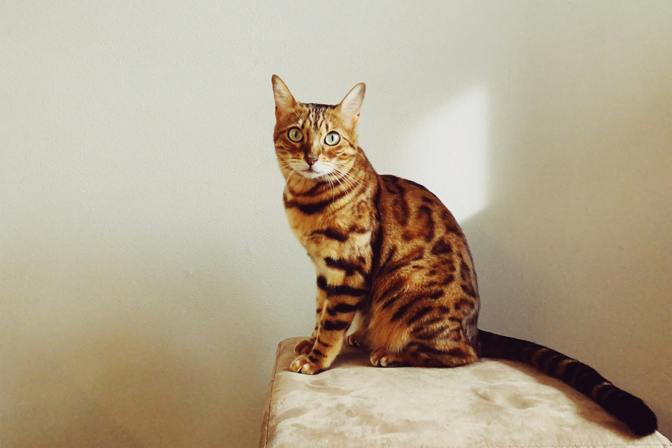 Bengal cats don't actually originate from where you might think.