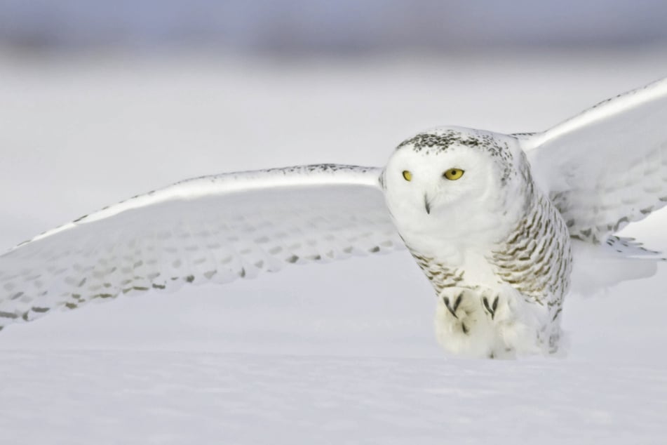 Canada's wildlife decline is "most severe" in decades as hundreds of species face extinction