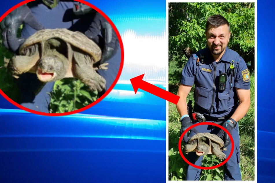 Kurioser Einsatz in Unterfranken: Polizei holt bissige Schildkröte von Fahrradweg