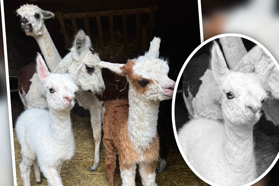 Schneeweißes Alpaka ist tot: Ostdeutschem Tierpark "bricht es das Herz"