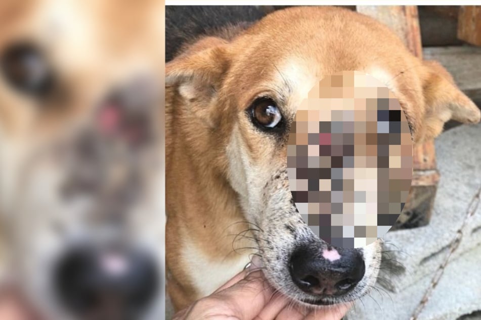 Tierschützer entdecken Hund mit Nasentumor und sind schockiert über sein Aussehen
