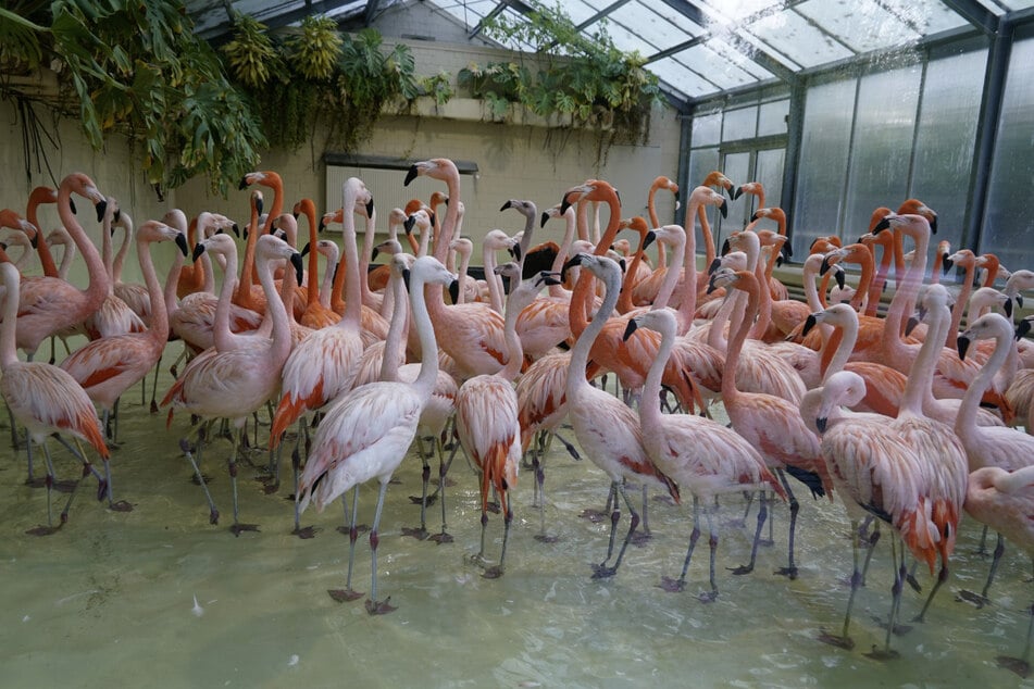 Die Flamingos des Tierpark Hagenbeck müssen vorübergehend im Innengehege bleiben.