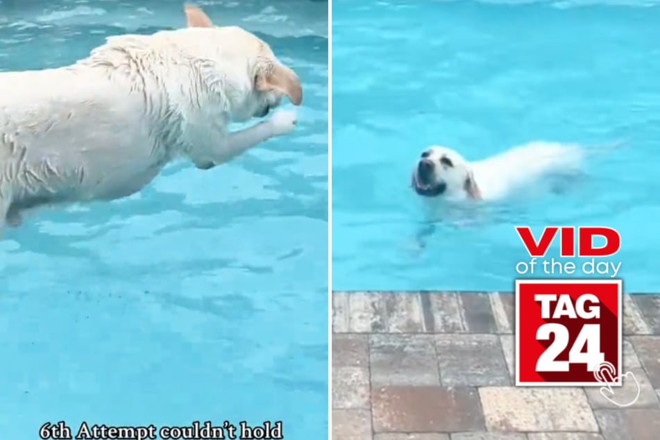 viral videos: Viral Video of the Day for March 18, 2024: Pool pups disobey mom's rules!