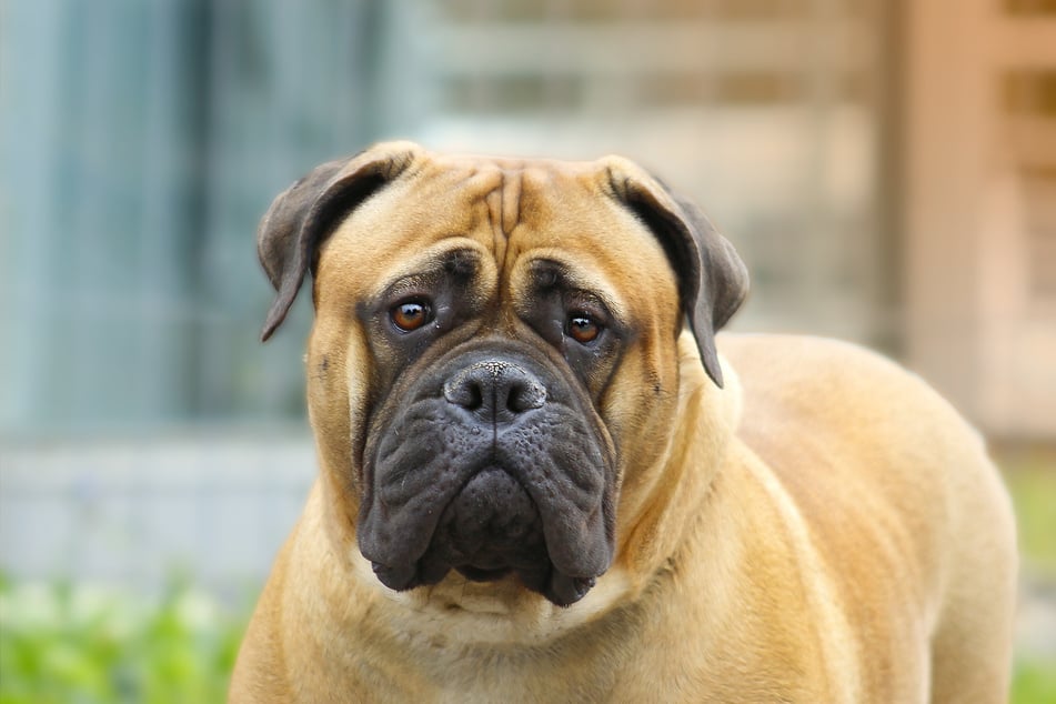 The bullmastiff was bred to protect people, making it a perfect guard doggo.