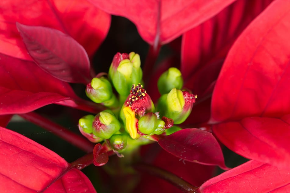 Die eigentliche Blüte vom Weihnachtsstern befindet sich im Zentrum der farbigen Schmuckblätter und sollte beim Kauf möglichst geschlossen sein.