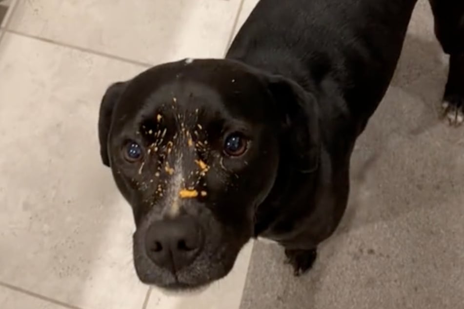 Sophie has soup all over her adorable snout.