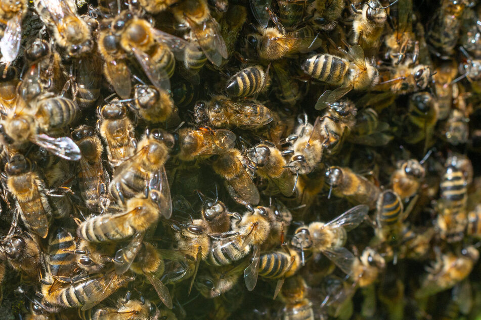 Bienen stechen Bauer mehr als tausendmal, Rettung zieht sich über Stunden hin!