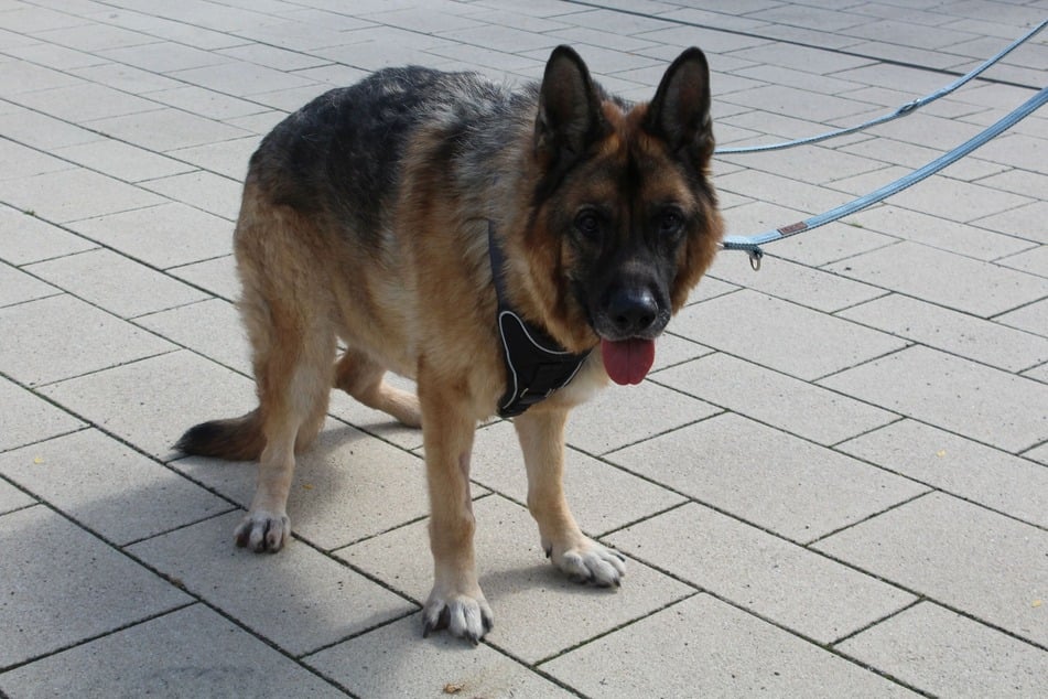 Schäferhund Rex hofft auf ein Zuhause, in dem er keine Treppen steigen muss.