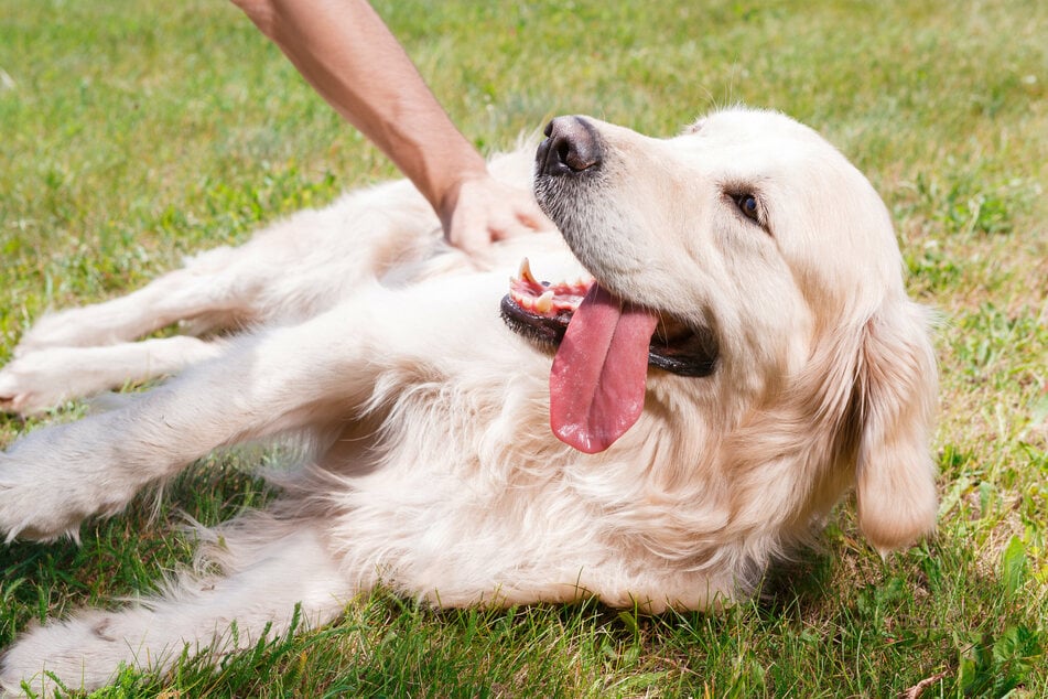 Ein Golden Retriever liegt im Gras und genießt die Streichel-Einheiten seines Besitzers. Die Rasse eignet sich prima als Familienhund.