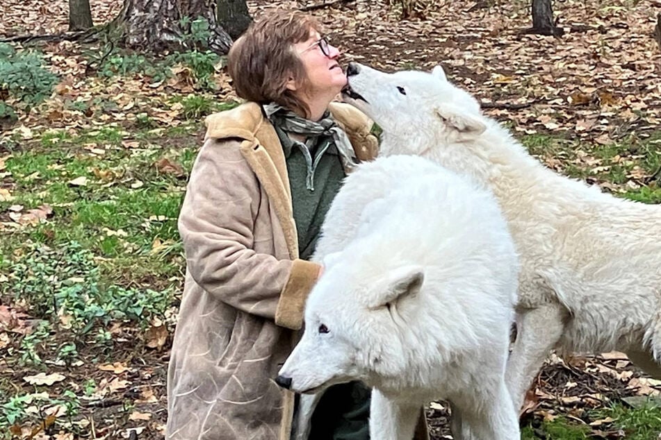 Trauer im Wildpark Hanau: Der nächste Tundrawolf ist tot