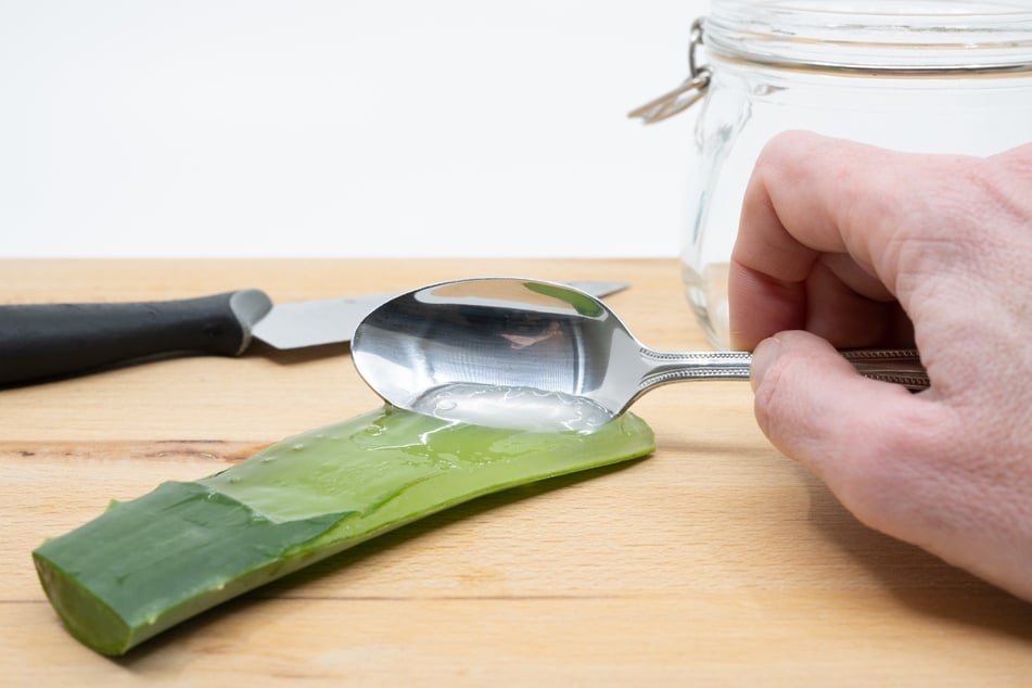 Um Aloe Vera Gel selber zu machen, schabt man dieses mit einem Löffel oder Messer von dem Blatt ab.