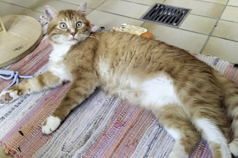 Kater Baldo darf nicht mit gesunden Katzen in Kontakt kommen.